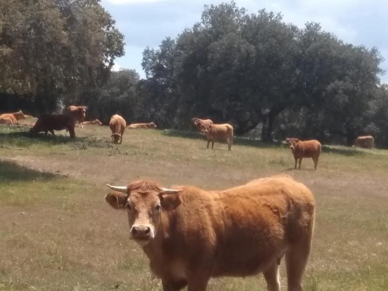 Casa Rural El Trastero De Carmelo Maello Εξωτερικό φωτογραφία